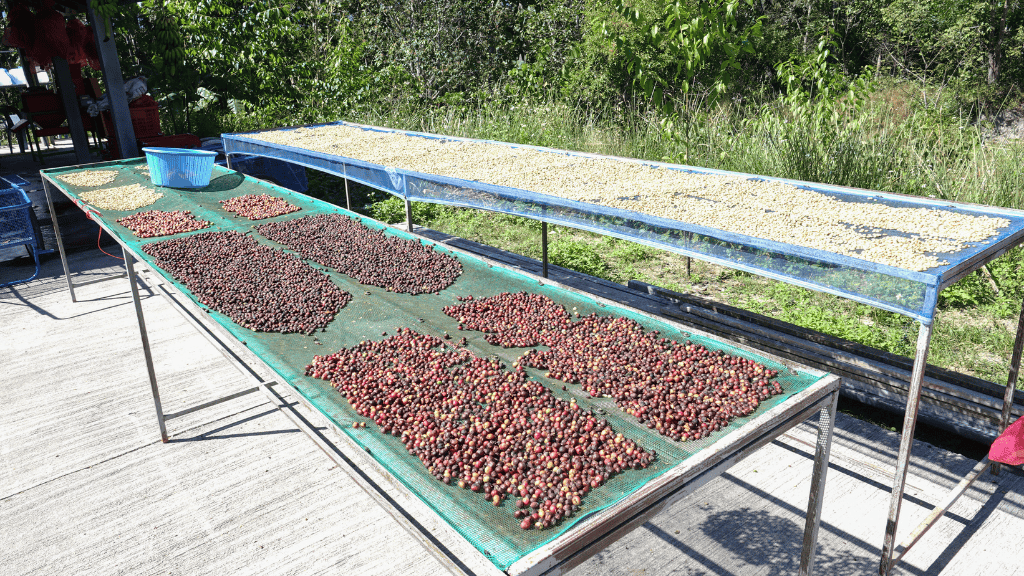 washed vs natural coffee process